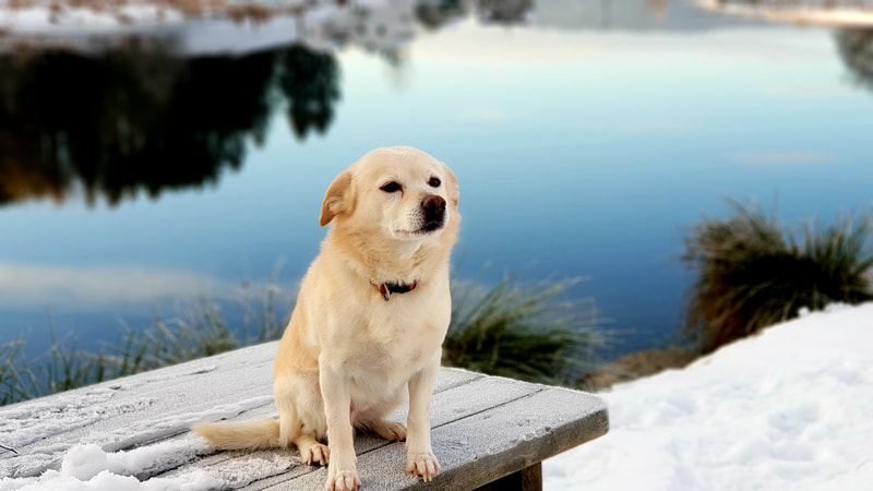 Dogs, lake, winter, snow